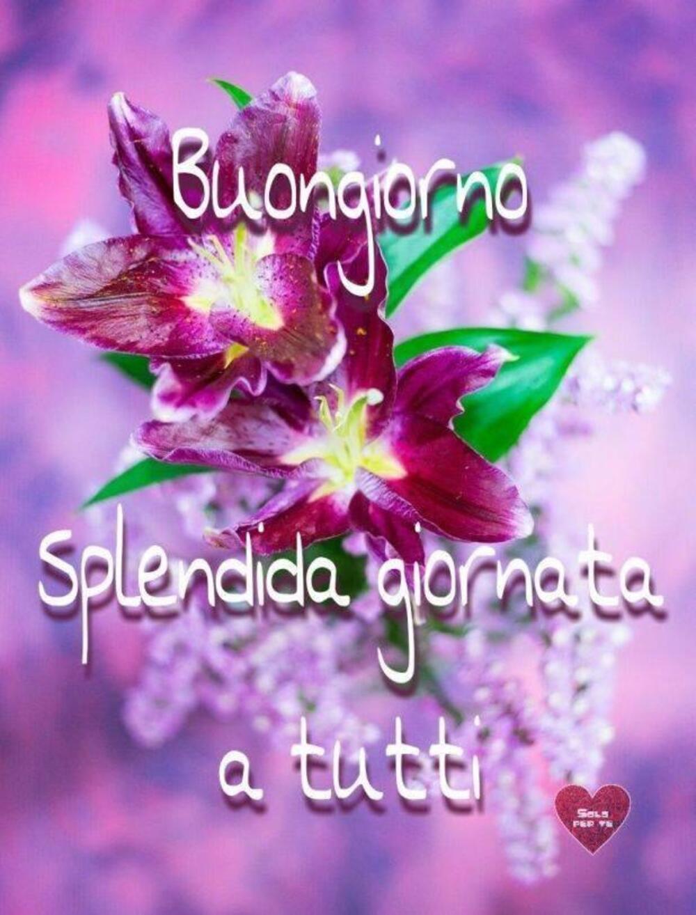 Buongiorno splendida giornata a tutti