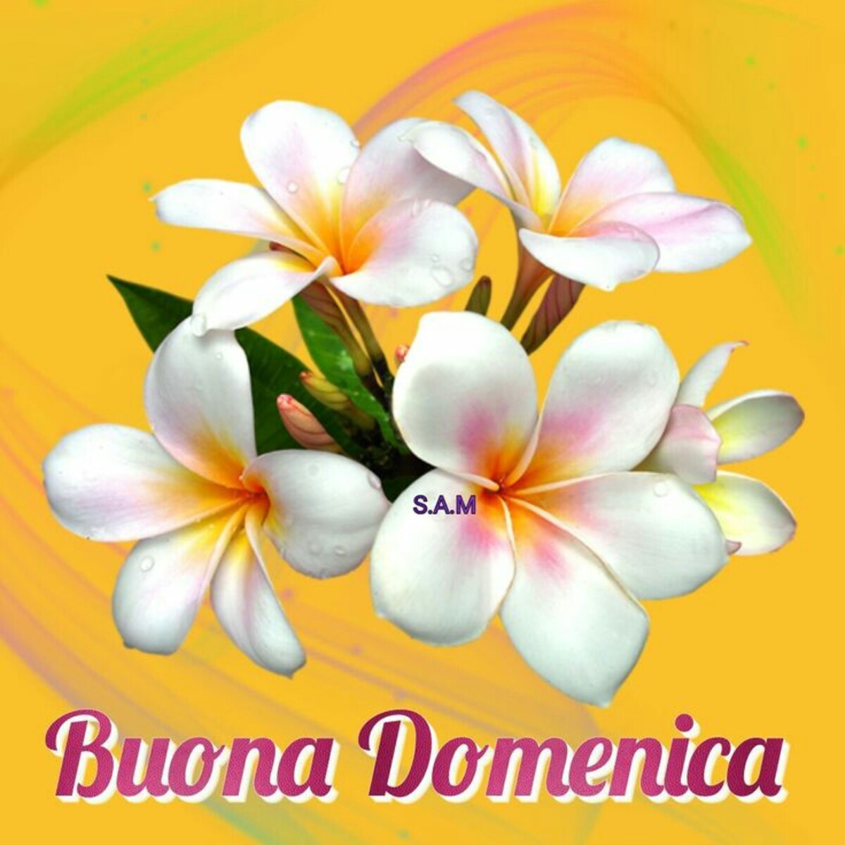 Buona Domenica