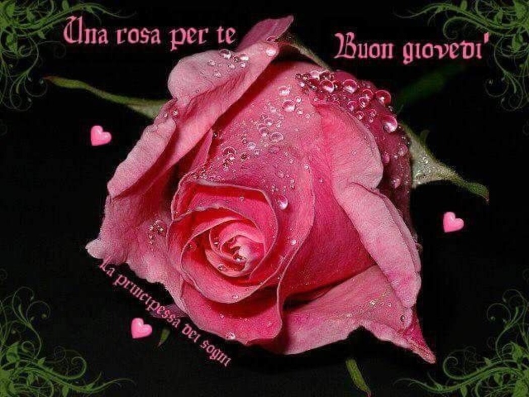 Una rosa per te! Buon Giovedì