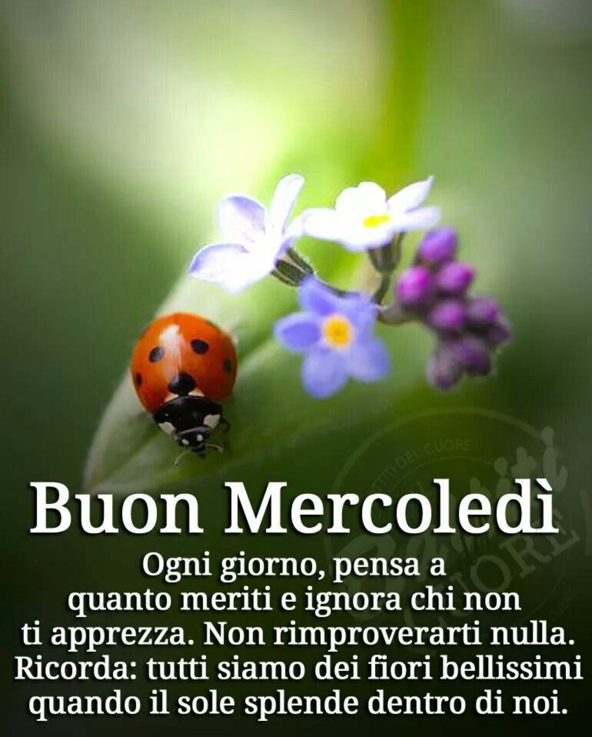 Buon Mercoledì immagini